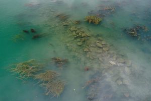 drone pour pêcher la carpe