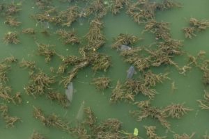 drone pour pêcher la carpe