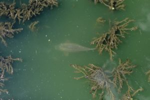 drone pour pêcher la carpe