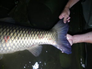 pêcher l'amour blanc