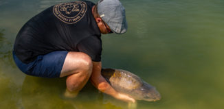 Carpe en no-kill – Le respect du poisson