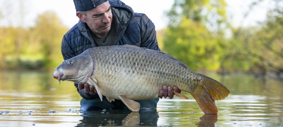 Carpes dans les obstacles en rivière