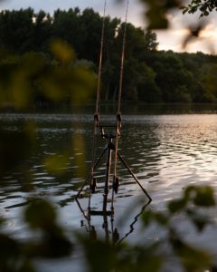carpes en rivière de plaine