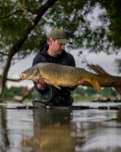 carpes en rivière de plaine