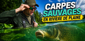 Carpes sauvages en rivière de plaine !