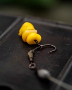 carpes éduquées
